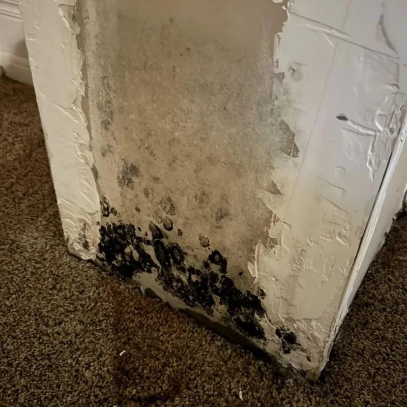 Professional Mold Removal in Belmont Estates, VA
